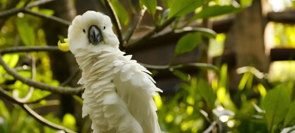 lombok white cockatoo perched in a tree