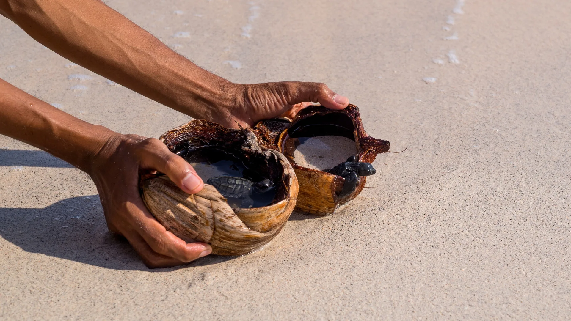 gili island turtle release on the beach